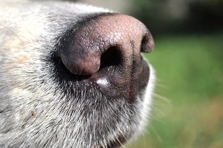 Il naso di un cane