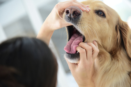 controllo dei batteri in bocca del cane dal veterinario