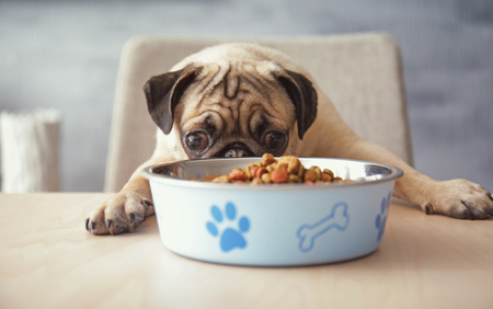 Un cane che guarda una ciotola piena di cibo