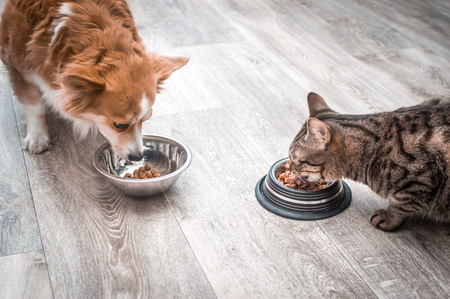 gatto e cane che mangiano insieme ognuno con la propria ciotola