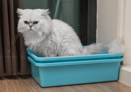 Gatto, nella toilette del gatto