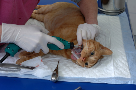 pulizia dentale gatto dal veterinario