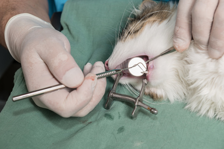 Un gatto esaminato da un veterinario dentista