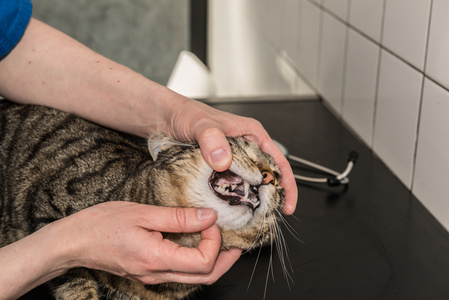 Un veterinario esamina i denti di un gatto