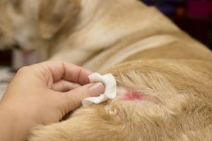 Malattie della pelle nei cani