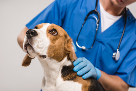 Il cane esaminato da un veterinario