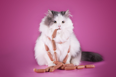 gatto obeso che mangia salsicce