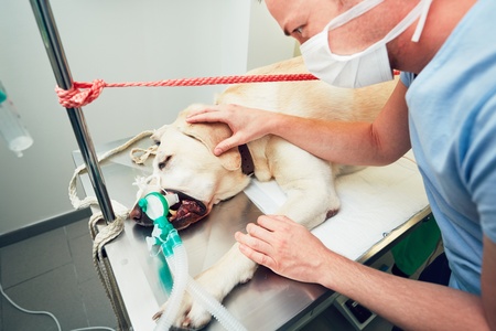 cane in sala operatoria