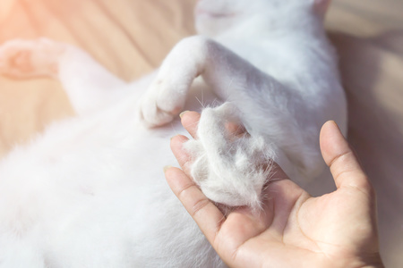 gatto perde molto pelo per stress