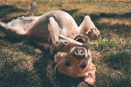 Un cane felice che mordicchia un osso