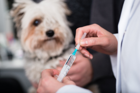 Un cane che viene vaccinato