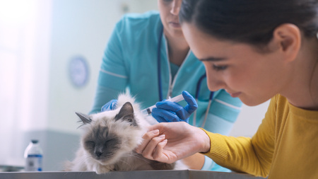 Il veterinario vaccina un gatto siamese