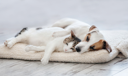 Gatto e cane che dormono insieme