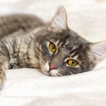 Quali Sono le Cause del Gatto Che Dimagrisce?