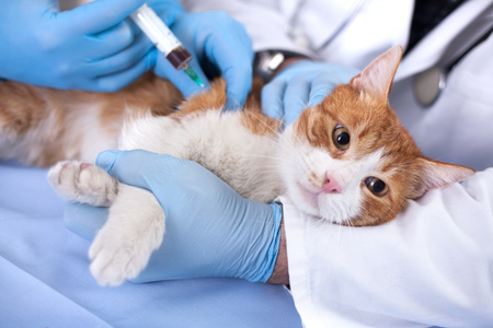 Il gatto esaminato dai veterinari