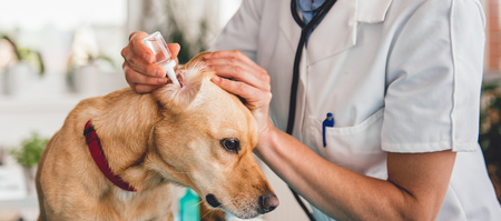 Il veterinario dà gocce per l'orecchio a un cane