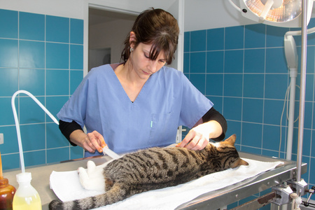Gatto esaminato da un veterinario
