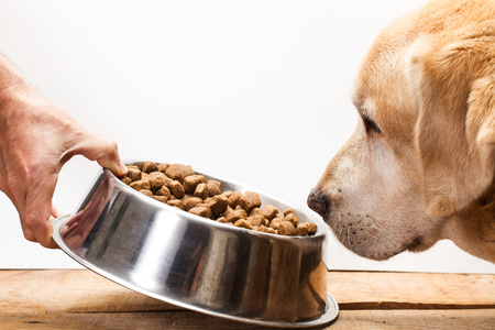 Dieta cane per rafforzare i batteri intestinali