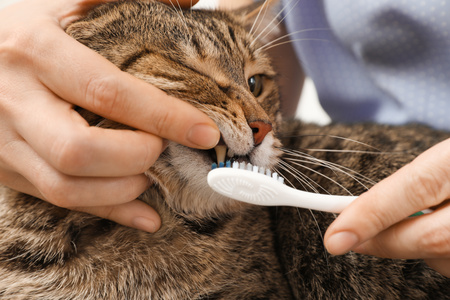 gatto resiste al pulire dei denti con spazzolino