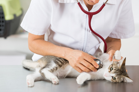 Un gattino esaminatio da un veterinario