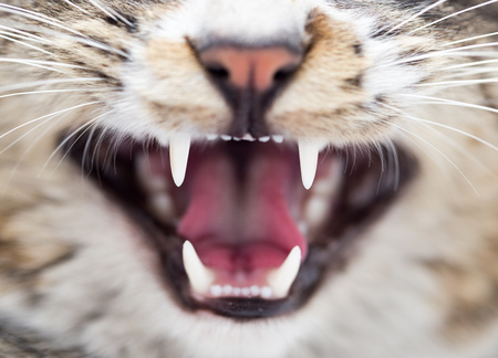 Un gatto che mostra i suoi denti