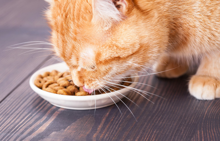 gatto che mangia crocchette con zuccheri