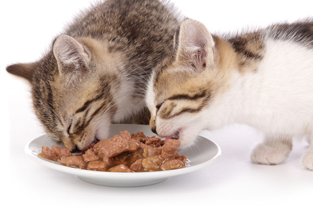 Due gattini che mangiano cibo umido