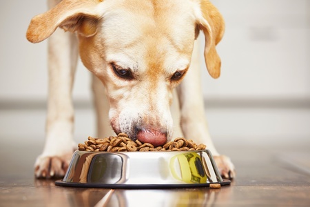 Cane mangia cibo sano