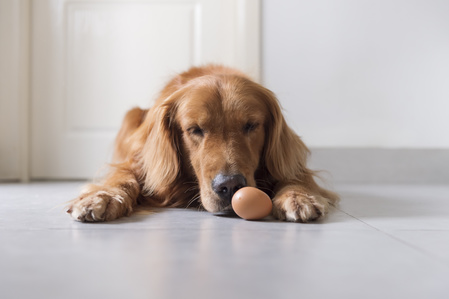 Un cane che guarda un uovo