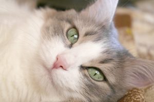 Come Riconoscere i Sintomi di Dolore nel Gatto