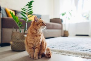 Gatti Arancioni: Caratteristiche e Fatti Curiosi