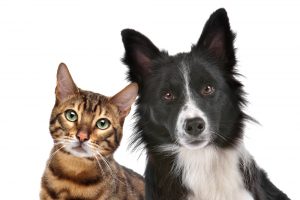La tigna nel cane e nel gatto: sintomi e rimedi
