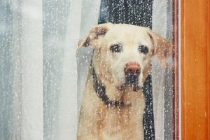 8 Segni Che il tuo Cane Potrebbe Avere Troppo Freddo