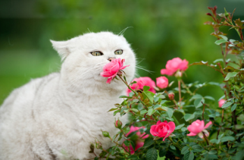 Gatto mangia fiore spruzzato di pesticidi