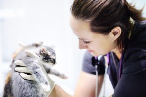 veterinario controlla la glicemia nel gatto