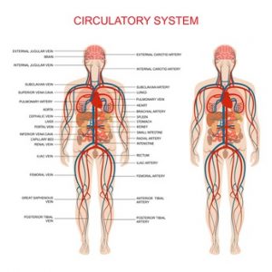 sistema circolatorio nell'essere umano