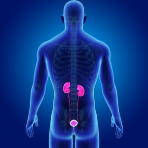 posizione dei reni e vescica nell'uomo