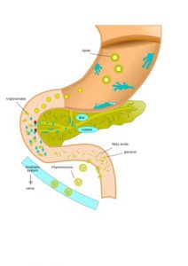 enzimi digestivi nel tratto digerente