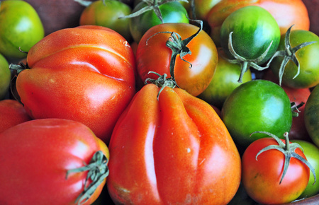 i pomodori sono una delle solanacee più usate e comuni